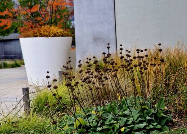 Kamu parkına ya da bir ofis binasının avlusuna mobilya olarak ahşap tahtalardan yapılmış iskemle. Kare şeklinde ağaç gövdesi için delik. Süslü püslü otların ve çitlerin etrafında.