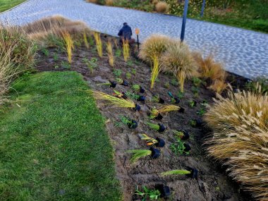 Bütün saksılar çiçek tarlasının yüzeyine yayılmış. Küçük plastik ekiciler, bahçıvanların yardımıyla toprağa gömülüyor. daimi karışımın hazırlanması