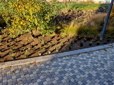 Bütün saksılar çiçek tarlasının yüzeyine yayılmış. Küçük plastik ekiciler, bahçıvanların yardımıyla toprağa gömülüyor. daimi karışımın hazırlanması