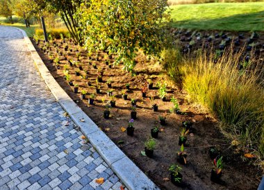 Bütün saksılar çiçek tarlasının yüzeyine yayılmış. Küçük plastik ekiciler, bahçıvanların yardımıyla toprağa gömülüyor. daimi karışımın hazırlanması