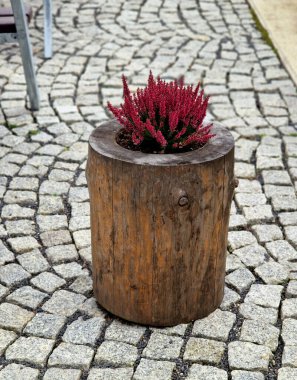 a hollowed-out stump is a flowerpot planted with flowers at the entrance. a seat from a spruce trunk with bark clipart