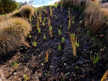 all the flowerpots are spread over the surface of the flowerbed. small plastic planters are shoveled into the ground with the help of the gardening team. preparation of perennial mixture clipart