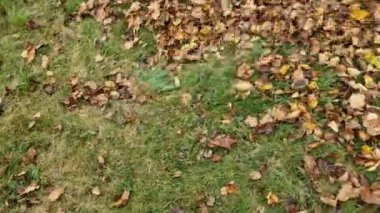 Yosunlu duvarda yapraklarla kaplı kaya sırtı. Sonbaharda yağmurda kayın sandıkları. Sarı çam iğneleri ormanı kaplıyor. Barışçıl arka plan aktiviteleri reklamcılık