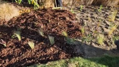 Çiçek saksıları çiçek tarlasının yüzeyine yayılır. Küçük plastik ekiciler, bahçıvanların yardımıyla toprağa gömülüyor. daimi karışımın hazırlanması