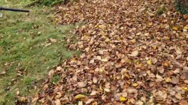 Yaprak üfleyici çimenlikteki yaprakları bir yığın halinde toplar. Arı kovanlarını daha kolay temizlemek için. Motorlu bir fırtına yaprakları ileri itiyor.