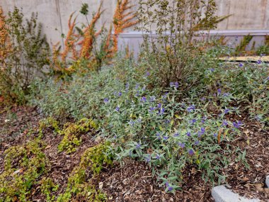Sonbahar çiçek tarhında her yıl taş kaldırım taşlarında çimenler, granit kaldırımlar mor beyaz ve sarı renkte paskalya süslemeleri şehir parkında, kule bloklarında, dış ofis binalarında adaçayı ile birlikte.
