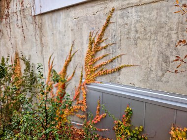 Yaprakların ucundaki klipslerle sarmaşıklar düzgün beton duvarlarda büyür. Hedefler her yüzeye yapışır. Çitin gri duvarı, sarmaşığın rastgele dallarıyla süslenmiş.