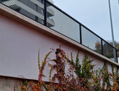 Yaprakların ucundaki klipslerle sarmaşıklar düzgün beton duvarlarda büyür. Hedefler her yüzeye yapışır. Çitin gri duvarı, sarmaşığın rastgele dallarıyla süslenmiş.