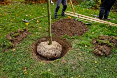 Yolun kenarındaki bir hendeğe ağaç dikmek. Arka arkaya ağaçlar çukurlara dikilir. Tahta kazıklarla korunuyorlar ve bahçıvan balyanın etrafına toprak yaymak için kürek kullanıyor..