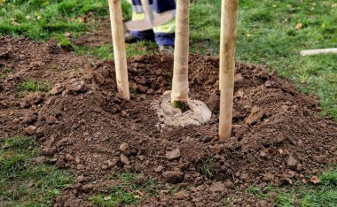 Yolun kenarındaki bir hendeğe ağaç dikmek. Arka arkaya ağaçlar çukurlara dikilir. Tahta kazıklarla korunuyorlar ve bahçıvan balyanın etrafına toprak yaymak için kürek kullanıyor..