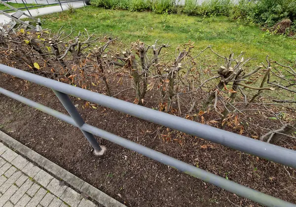 Sonbaharda yapraklar koyu kahverengiyken ve bahara kadar yaprak döken bir uçağın çiti. Bahçede çimenli Kasım günü. Sisli hava, İngiliz resmi bahçesi, Fransızca.