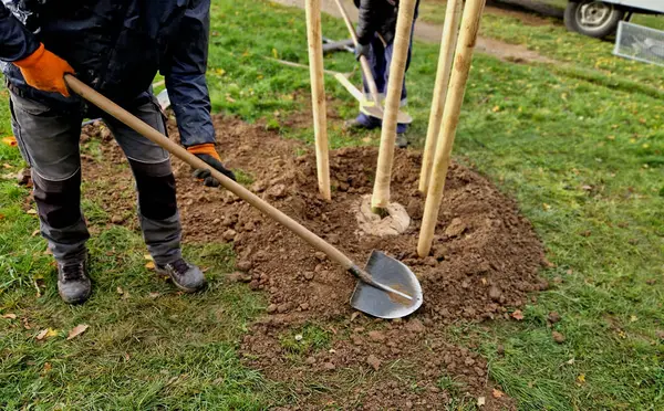 Yolun kenarındaki bir hendeğe ağaç dikmek. Arka arkaya ağaçlar çukurlara dikilir. Tahta kazıklarla korunuyorlar ve bahçıvan balyanın etrafına toprak yaymak için kürek kullanıyor..