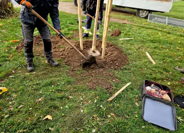 Yolun kenarındaki bir hendeğe ağaç dikmek. Arka arkaya ağaçlar çukurlara dikilir. Tahta kazıklarla korunuyorlar ve bahçıvan balyanın etrafına toprak yaymak için kürek kullanıyor..