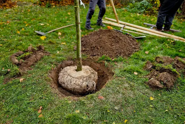 Yolun kenarındaki bir hendeğe ağaç dikmek. Arka arkaya ağaçlar çukurlara dikilir. Tahta kazıklarla korunuyorlar ve bahçıvan balyanın etrafına toprak yaymak için kürek kullanıyor..