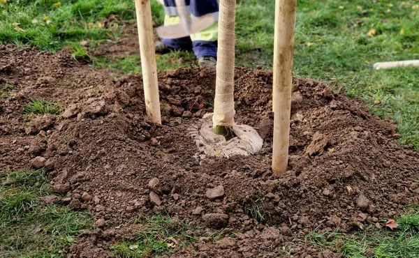 Yolun kenarındaki bir hendeğe ağaç dikmek. Arka arkaya ağaçlar çukurlara dikilir. Tahta kazıklarla korunuyorlar ve bahçıvan balyanın etrafına toprak yaymak için kürek kullanıyor..