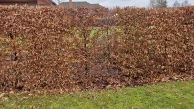 Sonbaharda yapraklar koyu kahverengiyken ve bahara kadar yaprak döken bir uçağın çiti. Bahçede çimenli Kasım günü. Sisli hava, İngiliz resmi bahçesi, Fransızca.