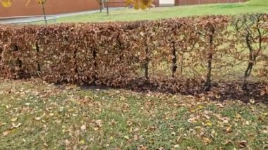 Sonbaharda yapraklar koyu kahverengiyken ve bahara kadar yaprak döken bir uçağın çiti. Bahçede çimenli Kasım günü. Sisli hava, İngiliz resmi bahçesi, Fransızca.