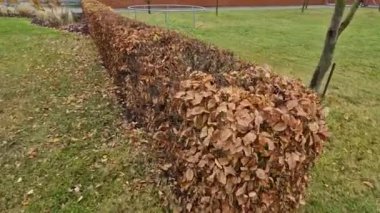 Sonbaharda yapraklar koyu kahverengiyken ve bahara kadar yaprak döken bir uçağın çiti. Bahçede çimenli Kasım günü. Sisli hava, İngiliz resmi bahçesi, Fransızca.
