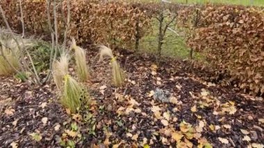Sonbaharda yapraklar koyu kahverengiyken ve bahara kadar yaprak döken bir uçağın çiti. Bahçede çimenli Kasım günü. Sisli hava, İngiliz resmi bahçesi, Fransızca.
