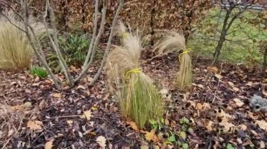 Sonbaharda yapraklar koyu kahverengiyken ve bahara kadar yaprak döken bir uçağın çiti. Bahçede çimenli Kasım günü. Sisli hava, İngiliz resmi bahçesi, Fransızca.