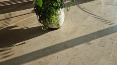 İsviçreli peynir ekicisi, Meksika 'nın güneyinden Panama' ya kadar tropikal ormanlarda yetişen yapraklı bir bitki türüdür. pek çok tropikal ile tanıştırıldı 