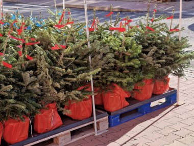 Bir paketle Noel ağacı satışı. Ağaçların kökleri plastik folyoyla kaplı bir saksının içinde. Bahçe işleri ve ticari hobi evlerinde satılıyorlar. Bahçe merkezi, paletler