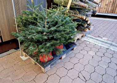 Bir paketle Noel ağacı satışı. Ağaçların kökleri plastik folyoyla kaplı bir saksının içinde. Bahçe işleri ve ticari hobi evlerinde satılıyorlar. Bahçe merkezi, paletler