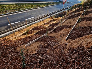 Slope stabilization by vegetation planting of shrubs. so that the mulch bark does not slide down by erosion, the whole hill is supported by planks and metal nails clipart