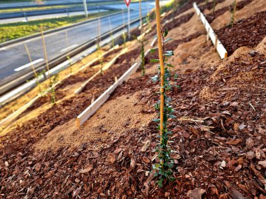 Çalıların bitkisel bitkilerle dengelenmesi. Böylece saman kabuğu aşınmayla aşağıya kaymaz, tüm tepe tahtalar ve metal çivilerle desteklenir.