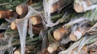 Kafkasya köknarı, Avrupa 'nın kuzeyindeki bir çiftlikten Noel ağacı kesmek gibi. Paletlerin üzerinde deli doktoruna gidiyor. Bahçe merkezinde satılık. Deponun otoparkında yığınla para var.