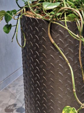 Kaymayan endüstriyel levha metalden yapılmış kaba bir ekici. Saksılar kenardan sarkıyor. Genişletilmiş kil, büyüyen ortamdır