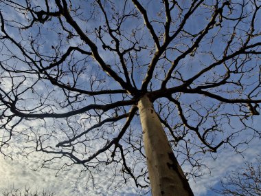 Regularly space the trees on the square in a square grid. plane trees are grown into flat flat umbrella shapes. correct splicing of the branches is essential from a professional arborist clipart