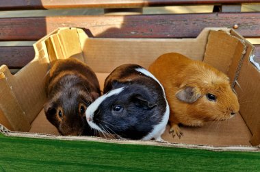 children brought their pet guinea pigs. they just took them out of the box, the cat came to sniff them. the cat can also eat them or seriously injure them. they are still friends, sneak, creep, slink clipart