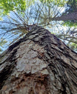 Mature larch can grow to 30m and live for 250 years. It is fairly fast growing and cone-shaped when young, becoming broad with age. The bark is pinkish-brown in colour and thick, and develops wide clipart