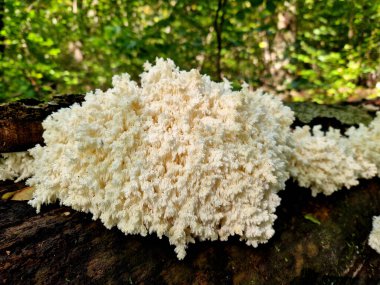Türler gençken yenilebilir ve iyidir, ama yaşlandıkça dallar ve asılı dikenler kırılgan olur ve sarımsı kahverengi bir açık tonuna dönüşür..