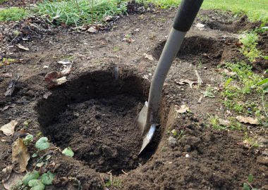 Bahçıvanlar ağaçlar ve çalılar için çukur kazdılar. Derin kuyular, düşük kalitedeki toprağı turba ile değiştirmek için düzenli olarak yatakta boşaltılır.