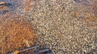 saman kabuğu. Ot büyümesini ve ot filizlenmesini önlemek için odun parçaları. Dal öğütücü, çalıların temizlenmesi ve istilacı türler. Yüksek gerilim kablosunun altında büyür.