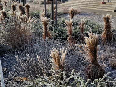  evergreen shrub from the honeysuckle. frozen leaves covered with ice with ornamental grasses tied into sheaves. metal railing of the flower bed on the promenade clipart