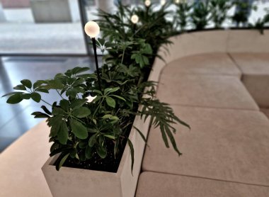 Bankın arkasında ayrıca kapalı alandaki bitkilerle dikilmiş bir saksı var. İnce çubuklarda, beyaz balon şeklinde ışıklar ya da damlalar yere yapışmış.