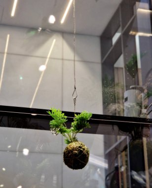 mummified moss stuck to a ball of substrate. A tropical plant is planted in ball and hangs down from ceiling. a decorative arrangement originating from Japanese culture, hanging cable, staircase clipart