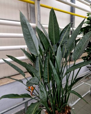 Genellikle turna çiçeği olarak bilinir, cennet kuşu.