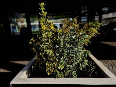 Bitmeyen yeşil çalılar, sürünen ya da tırmanan altın yaprak rengi ağaçlar.