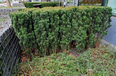 Porsuk çitleri çok dar bile şekillendirilebilir. Yavaş büyür ve daha derin bir kesiğe dayanabilir. Komşudan mükemmel bariyer