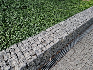 Periwinkle, köpek familyasına ait geniş yapraklı bir bitki örtüsüdür. Avrupa ve Kafkasya 'ya özgüdür ve sürünerek yayılan bir alışkanlığı vardır.. 