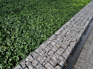 Periwinkle, köpek familyasına ait geniş yapraklı bir bitki örtüsüdür. Avrupa ve Kafkasya 'ya özgüdür ve sürünerek yayılan bir alışkanlığı vardır.. 