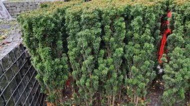 Porsuk çitleri çok dar bile şekillendirilebilir. Yavaş büyür ve daha derin bir kesiğe dayanabilir. Komşudan mükemmel bariyer