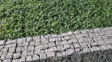 Periwinkle, köpek familyasına ait geniş yapraklı bir bitki örtüsüdür. Avrupa ve Kafkasya 'ya özgüdür ve sürünerek yayılan bir alışkanlığı vardır.. 