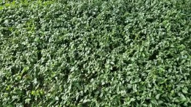 Periwinkle, köpek familyasına ait geniş yapraklı bir bitki örtüsüdür. Avrupa ve Kafkasya 'ya özgüdür ve sürünerek yayılan bir alışkanlığı vardır.. 