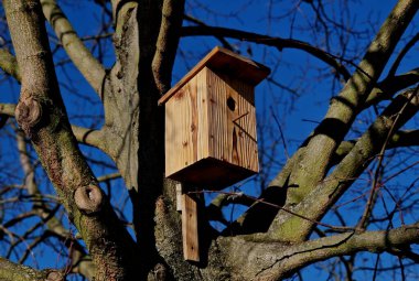 spring inspection and cleaning of birdhouses on trees for spring nesting. Every spring we clean and check the condition and integrity of the tit's nest. tanned wood