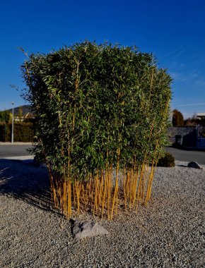 Jumbo, yumuşak yeşil, sivri yapraklı, yaklaşık 10 cm uzunluğunda, kamışların üzerinde zarif bir şekilde asılı duran ve rahat bir görünüm sunan eski bir bambu favorisi. Genç bastonlar yeşildir ve sarıya dönüşürler. istilacı veranda